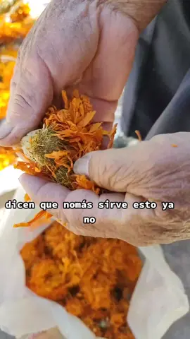 Mis queridos nietos les gustaría saber para que utilizó mis flores de cempasuchil. #cocinandoconlauren #misqueridosnietos #semilladeflor #semilladecempasuchil 