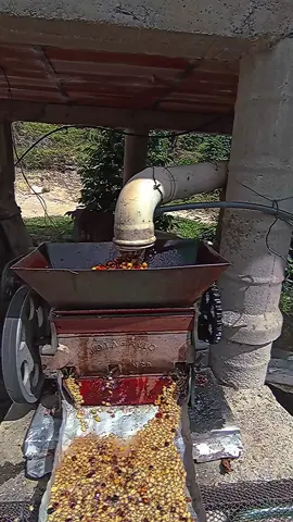 ceresado o despulpado del café 🌱#cafetaleros #cafevenezolano #cafetales #cafe #cafearabico #cafecloys 