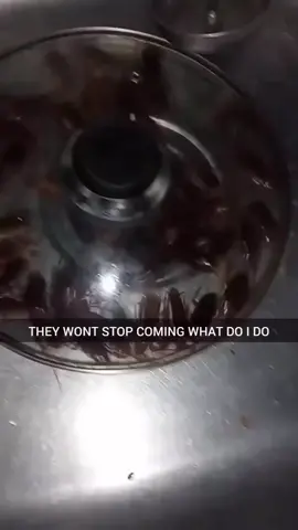 At least it's contained for now 🤯 🪳   Boiling water & hot grease? Get exterminator ASAP! #fyp 
