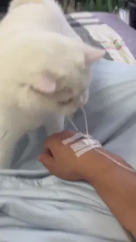 🤣🤣 #cat #cats #cutecat #catlover #catsoftiktok #fyp #foryou #foryoupage #funny #fypシ #funnycat #funnyvideos #funnytiktok #funnyanimals #kitty 