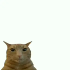 :v #exploding #cat #:v #fyp 