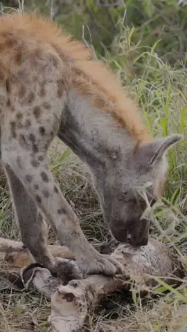 Hyena Chewing Bones. Buy LIFE IN THE WILD SERIES. Follow the link above 