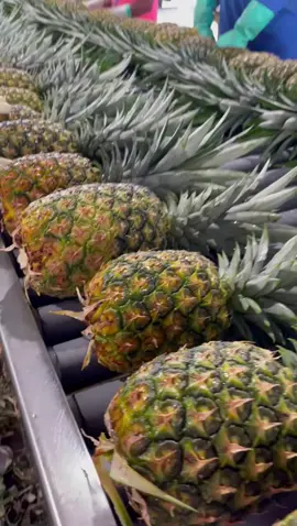 Proceso de exportacion de piña golden 🇨🇴 #agroexportaciones #piña #agro #exportaciones 