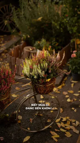 #CapCut #MuaCuoi #Wedding Biết mùa gì đang đến không ? #nhachaymoingay #lyric #remix 