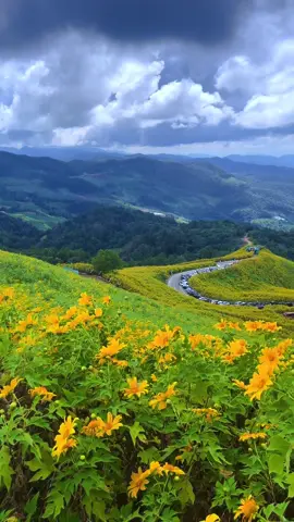⛰️🌳🌿🌼💚 ครั้งนึงในชีวิตต้องมาเที่ยว 1 ปี มี 1 ครั้ง ทุ่งดอกบัวตอง กำลังบานสะพรั่งเกือบ 100 % แล้ว 💛 เหลืองอร่าม 🌼 งดงาม ทั่วทั้งภูเขา ⛰️ ทุ่งดอกบัวตองดอยแม่อูคอ พิกัด📍ตำบลแม่อูคอ อำเภอขุนยวม จังหวัดแม่ฮ่องสอน🇹🇭 #เปิดการมองเห็นกัน #ดอกบัวตองดอยแม่อูคอ #ทุ่งดอกบัวตอง #ขุนยวม #แม่ฮ่องสอน #วิวสวย #บรรยากาศดี #ธรรมชาติบำบัด #บรรยากาศฤดูหนาว #ทริปฤดูหนาว #ทริปในความทรงจํา #TikTokพาเที่ยว #เที่ยวไทย #ดันขึ้นฟีดที 