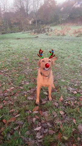 Definitely feels cold enough now to say its nearlyyyy CHRISTMASSSSS…. 3*c this morning… jingling around trying to keep warm 🎄🥶❄️ #fyp #typ #christmas #christmasdancing #dogschristmas #tinyspawsandclaws #doglover #frostywalks 