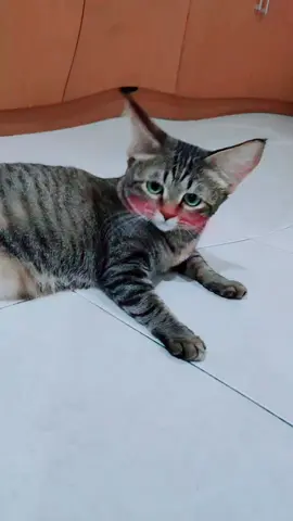 Big ear cat neko 😆 #kucinglucu #kucingtiktok #kucinggemoy #kucingjalanan #streetfeeding #streetfeedingcat #kotamalang #malanghits 