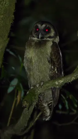 Devil Owl . 🦉 #creepyowl  #horrorowl #horror #spooky #spookyseason #foryoupage #foryou #halloweenparty #scary #creepy #wolfhowl 