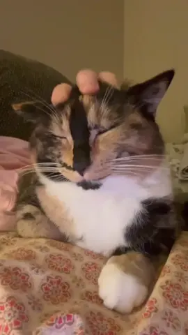 Awww, don’t you agree 🥰🐈 #Snickersthesmilingcat #Fyp #foryou #foryoupage #Bigsmile #RescueCat #Catreels #happycat #calicocat 