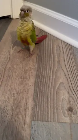 HAPPY FRIDAY FRIENDS! I FOUND SOME BEES! #KiwiTheBird #BEAKABEE #GoKiwi 