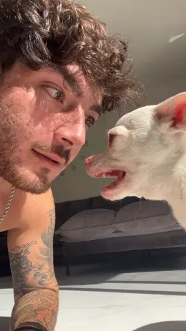 I only wants a little kiss😍(ניקי מהירה כמו כיפת ברזל) #fyp #chihuahua #dog #nikiozeri #angrydog #kuchikuchi #mreviatar #niki 