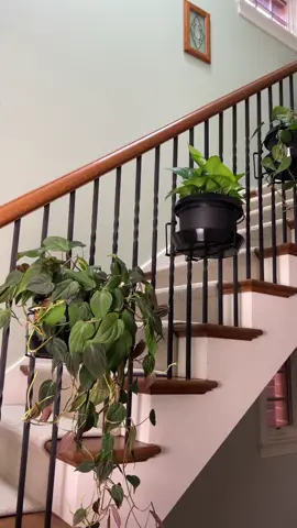 Covering my stairs with houseplants using railscaped by Plant Traps! #houseplants #houseplant #houseplantsoftiktok #houseplantclub #houseplantlover #philodendron #trailingplants #pothos #plantdecor #plantdecorideas 