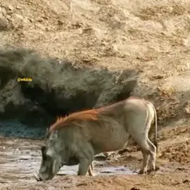 lion attack to wild boar#crazy #wildlifeanimals #wildlife 