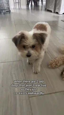 Sooo awkward 😳🐾 🎥 @Moochie Moo  #fyp #foryoupage #viralpetvideos #pets #dogs #dogsoftiktok #dogtok 