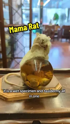 Aw, she's such a good mama rat, bit such a bad piece of taxidermy. #badtaxidermy  #strangecolumbus #columbusoddities 