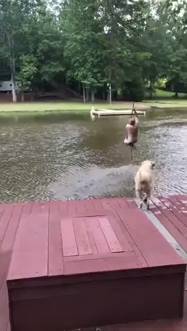 Dogs (Buster & Jazz) panic when owner swings out and falls into lake, then swim out to rescue him.Must watch.... #videoviral #everydaylife #humanity #still #alive #dog #rescue #tiktokviral #foryou #fyyp 