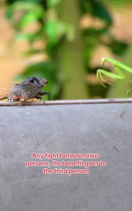 #sukuuboy #ohemaa💐 