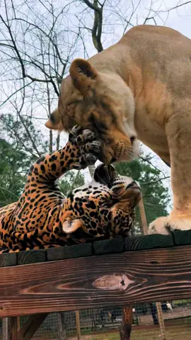 Tank being a sassy boy ❤️🐆🦁 #NOTpets #jaguar #jag #bigcat #bigcats #cat #cats #animal #animals #wow #adorable #cute #funny #Love #lol #fl #florida #fyp 