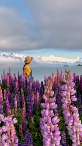 Lupin szn 🌸 best time to see Lupins is the last week of November, and the first two weeks of Dec. Best spots are: Lake Tekapo & Lake Pukaki #newzealandtiktok #lupinflower #newzealandsummer 