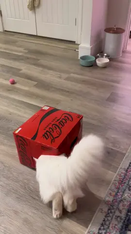 Do all big cats want to squeeze their bodies into the smallest boxes? 😂 📦 When Donut was a kitten he always played inside of coca-cola boxes because they were the perfect size. He just doesn’t seem to realise he’s now ten times the size 😂 #catsoftiktok #catlife #funnycats #catinabox #funnyvideos #bigcat #fluff #cute #fyp 