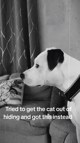 Still haven't found the cat but Milo entertained us for a few minutes! #milo #pitbull #kittens 