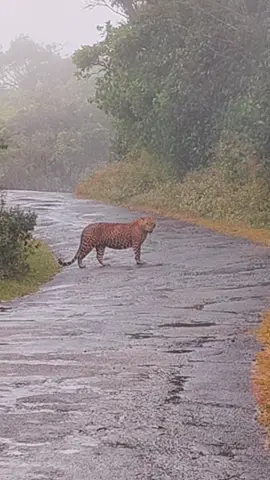 #hortonplainsnationalpark #hortonplains #srilanka #wildlife #leopard #bigcats #bigcat 