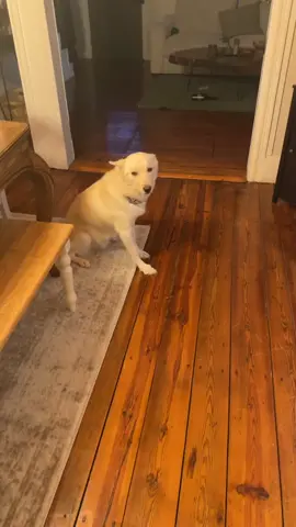 I am Jack this holiday szn ***dog was taken to the vet and treated. No animal abuse occurred***#drunk #drunkdog #holiday 