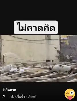ไม่คาดคิด#เกินปุยมุ้ย #5555 #ตลกขําขัน #คลายเคลียด #คลายเครียดกันหน่อย #ขําๆ #กวนๆฮาๆ #ฮาๆขําๆ #นก #แมว #แมวน่ารัก #แมวเหมียว #แมวตลก #สัตว์โลกน่ารัก #สัตว์เลี้ยงแสนรัก #สัตว์โลก #น้องแมว 