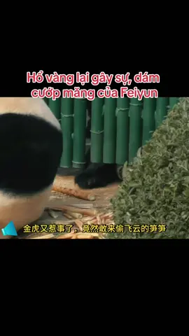 Hổ vàng lại gây sự, dám cướp măng của Feiyun#kimhopanda #feiyunpanda #phivanpand #jinhu 