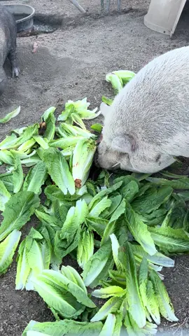 Sounds of the farm! #Rescue #PotbellyPig #PotbellyPigRescue #PigsOfTiktok #FarmLife #Coyotecrossingrescue #SanctuaryLife #sanctuary #rescueanimals #pig #piggy 