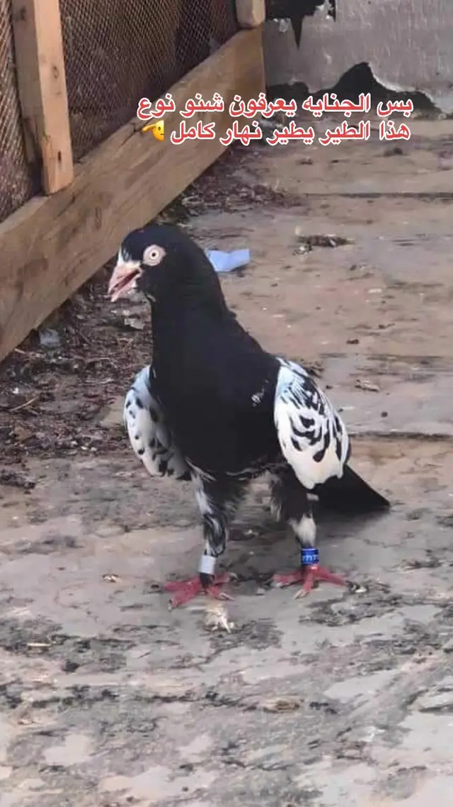 #حمام_الرامبوري #انواع_الحمام #خلي لايك وتعليق و اخذلك فره بلحساب 