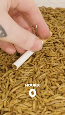 The world needs mealworms