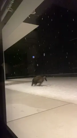 escalte in the snow ❄️😹 #catsoftiktok #funnycat #newsnow #fyp #foryoupage #tongi👅 