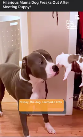 Mumma Dog Freaks Out Over Small Dogs Presence ❤️ | #Animal_Video01 #AnimalKingdom #Animals #Fy #Fyp #ForYou #fypシ #Dog #