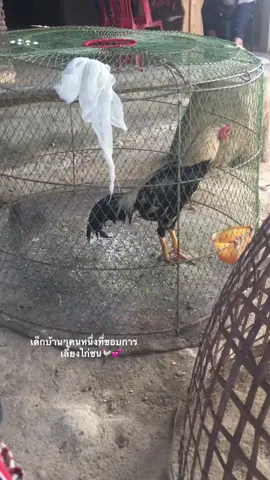 แค่ได้ดูสิ่งที่ตัวเองรักก็สบายใจแล้ว#เธรด #ไก่ชน #ยืมลงสตอรี่ได้ 