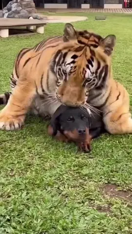 This tiger amd this rottie are best friends.. #tiger #rottweiler #friends #real #animalsoftiktok 