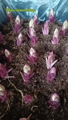 Tiếp phần 2 hướng dẫn trồng củ hoa ly thơm đúng kĩ thuật #culy #tronghoaly 