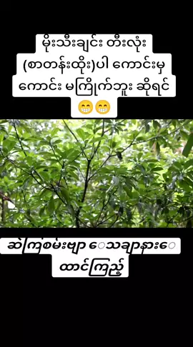 #မိုးသီချင်း #ကာရာအိုကေ🌹🎤🎧♥️ #ဆိုလို႔ရပြီနော် #thinkb4youdo #2023tiktok #foryou #အများသိအောင်မျှဝေပေးကြပါ #မိုးဝင်းကိုချစ်ပေးကြလိုကျေးဇူးပါ 