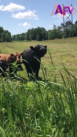 Don't have a cow! 🐄 #afv #farm #cow #scream