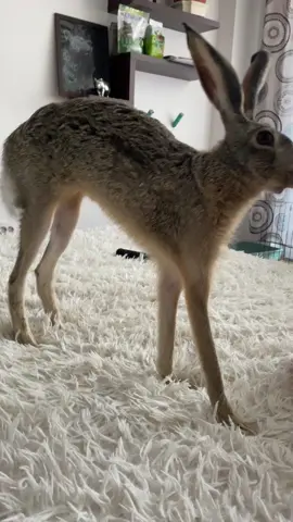 Always a good stretch after a good nap 🥰 #fyp #rabbit #Love 