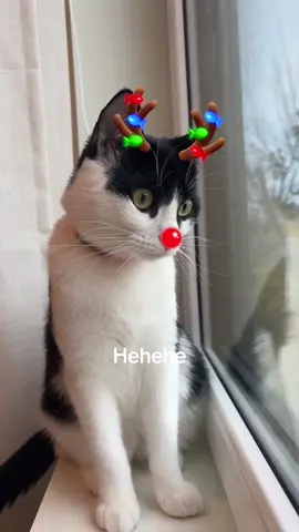 My little reindeer #reindeerpets #reindeerpetsfilter #filter #tuxedocat #catsoftiktok 