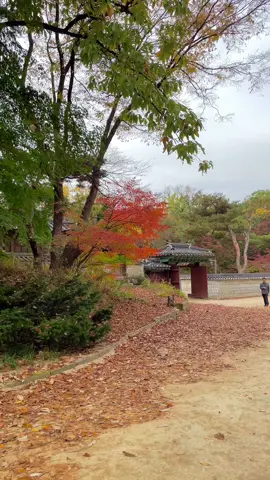 📍 Secret Garden of Changdeokgung Palace Sejarahnya, Secret garden ini dulu adalah tempat anggota keluarga kerajaan bersantai n beristirahat. Waktu kesini jadi ngebayangin ada pangeran yg lagi istirahat sambil baca buku di pavilion2 itu 🥹 #travelvlog #koreatrip #visitseoul #southkorea #changdeokgungpalace 