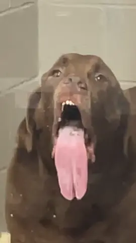 Down here in Ben Ben’s Ken🦴 our dog has turned his kennel into a slobbery art gallery – it's a window-licking masterpiece, with tongue strokes that rival Picasso! 🐶👅🖼️ #ArtisticLicks