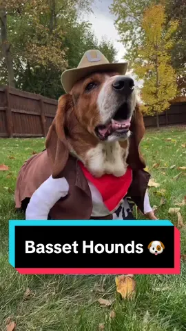 Inteoducing the basset hound! #bassethound #bassethoundsoftiktok #petdog #dogs #pets 