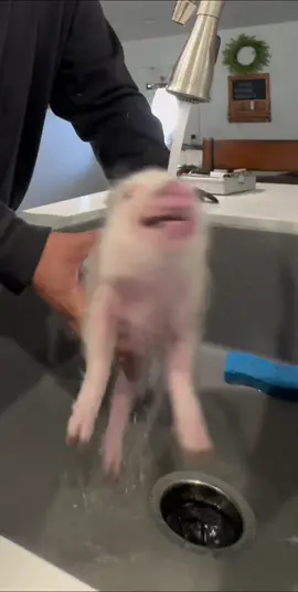 Pennys first bath was a success! #pigs #pigsoftiktok #piggy #babypig #julianapiglets #fyp #pigbath #piglet 