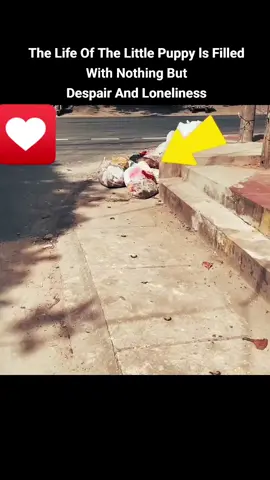 The Life Of The Little Puppy ls Filled With Nothing But Despair And Loneliness #foryou #animal #dog #abandoned #puppy #neiperteee #cane #cucciolo 