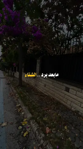 ما بعد برد الشتاء الا نسمات الربيع..🫶🏻💜✨ #تنتظر_كلمة_احبك #عبدالمجيد_عبدالله 