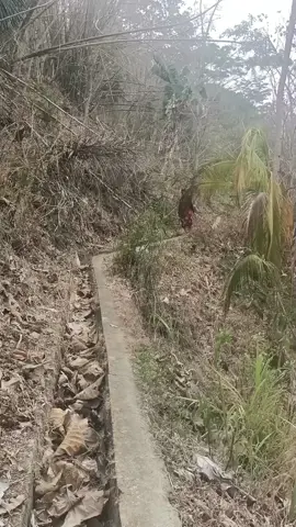 halaww gesss#masakgess #ngakak #mbokwiryo #komedi #girimulyokulonprogo #ngakakkocak 