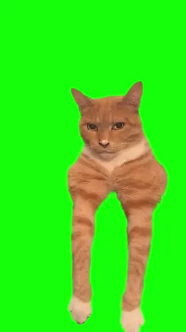 When you stop meowing and start mewing!