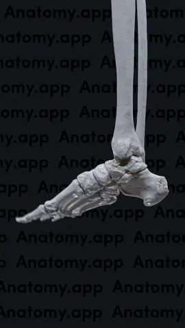 Footwork fundamentals on display!🔥 The smooth moves of plantar flexion and dorsiflexion in focus.👣 Step up your knowledge! Visit Anatomy.app now!🧠 . . . . #medicaleducation #3danatomy #humananatomy #anatomy #medstudents #medstudenttiktok #anatomyclassbelike #anatomyandphysiology #learnanatomy #usmle #medstudent #anatomyclass #anatomystudies #edtech #medschool #foot 